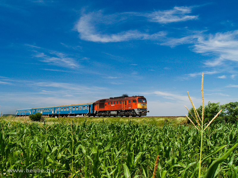 M62 272 Mezőtrkny s Egerfarmos kztt egy kukoricsban fot