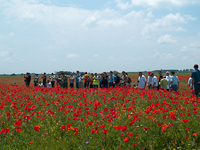 Photographing on the field full of red poppies