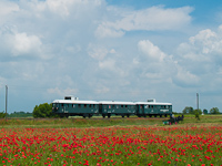 Photographing on the field full of red poppies