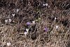Adonis vernalis and pulsatilla on the hillside by Bergn