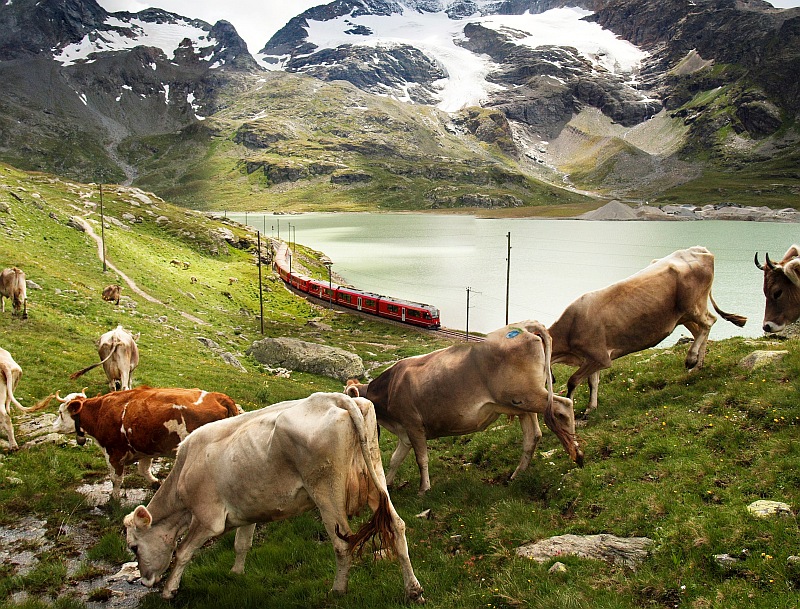 An RhB Allegra seen together with a few cows between Ospizio Bernina and Bernina Lagalb photo