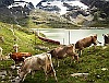 An RhB Allegra seen together with a few cows between Ospizio Bernina and Bernina Lagalb