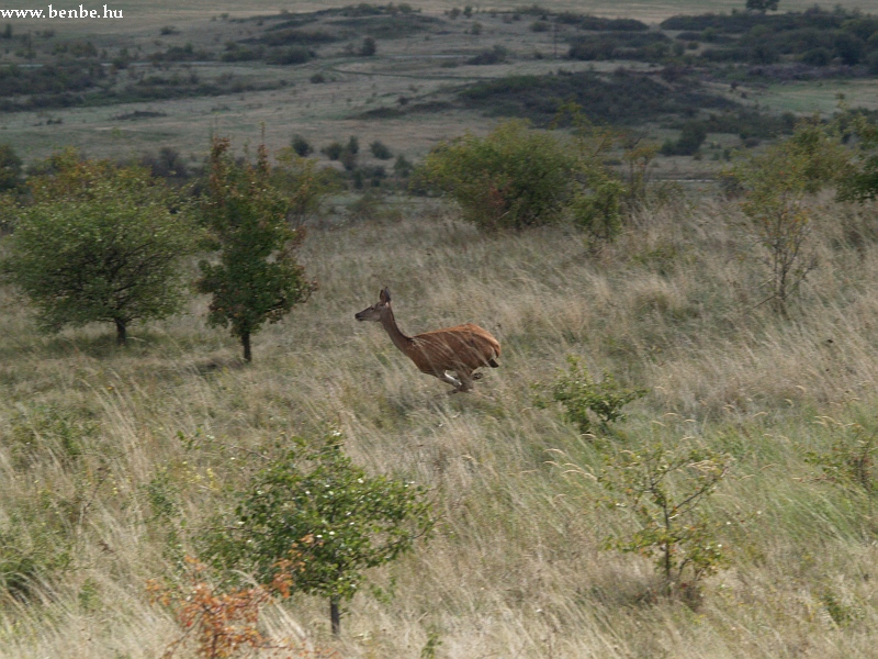 Deer photo