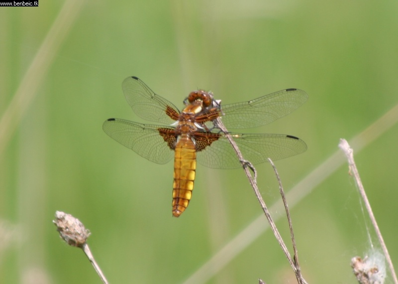 Dragonfly photo