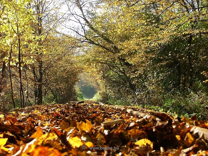 Az zemelő mzeumvasti szakasza a Kemencei Erdei Vastnak Pityur-rtjnl fot