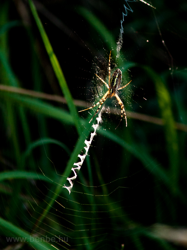 Spider, but not Regio photo