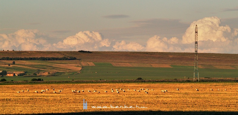 Storks near Vadul-Siret photo