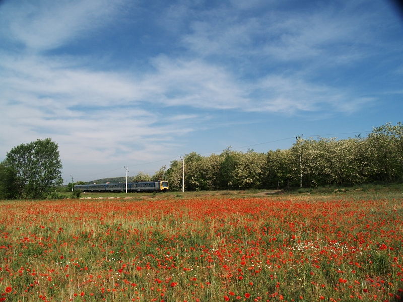 The BDVmot 018 among red poppies near Csomd photo